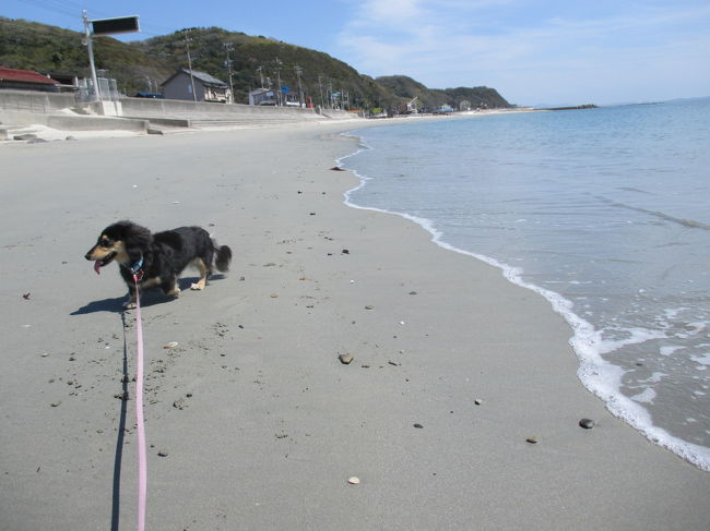 犬と南知多町の観光地やビーチ、公園、知多四国八十八のお寺や、南知多観音霊場三十三のお寺のお寺などをぶらぶら観光します。<br />1日ではなかなか回りきれないので、少しずつ訪れたところを更新していきます。<br />なお犬は境内に入ったときは抱っこしています。撮影するときだけおろします。<br /><br />