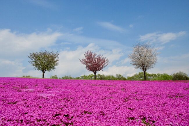 太田市北部運動公園<br /><br />ちょっと お堅いネーミングですが!<br />芝桜、ネモフィラ、ポピー(((o(*゚▽゚*)o)))<br /><br />たくさんの お花が楽しめちゃう<br />オススメの公園♪<br /><br />カラフルな公園を お散歩です^_-☆