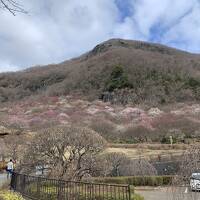 湯河原温泉_Yugawara Onsen　湯河原梅林！歴史ある良質な温泉に浸かり、梅花を愛でる