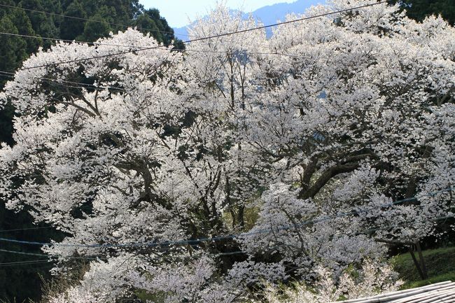 仏隆寺の千年桜　満開の。<br /><br />まさに見ごろ千年桜でした。