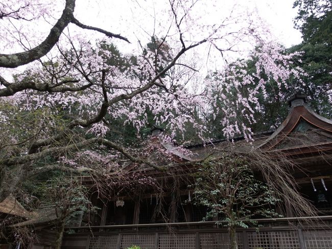 2019年4月、桜の名所・吉野山へ。下千本は散り始め、上千本・中千本は満開、そして一番上の奥千本は咲き始めと、標高差540mを体感。あいにくの曇り～小雨でしたが、その分、人出が少なく、また幻想的な桜の姿を楽しめました。<br /><br />その１は奥千本から上千本への山歩きです。<br /><br />・京都から橿原神宮で乗り換えて吉野へ<br />・バスを乗り継いで奥千本口へ<br />・奥千本　金峯神社と義経隠れ塔、高城山展望台<br />・上千本　吉野水分神社、花矢倉展望台、上千本の公園、雨師観音堂跡<br />・花錦で葛きり<br /><br />表紙写真は、吉野水分神社本殿と枝垂れ桜。