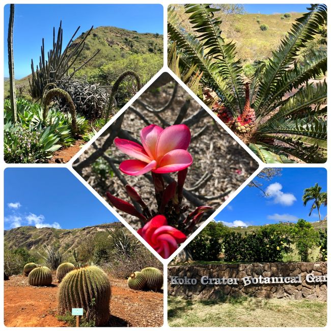 【2019.10追加】<br />懲りずに、2019.7にまた訪れました。<br />※2019に3度行きました(^◇^;)<br />違う種類の花が咲いてたので、一番下に載せておきます！！<br /><br /><br />☆ハワイ オアフ島で1ヶ月間バカンス☆<br /><br />『ココクレーターボタニカルガーデン』<br />ハワイ オアフ島 ココヘッド クレーター内の植物園です★<br />マイナーかも知れません(･_･;<br /><br />ココヘッド，ハナウマベイ，ハワイカイゴルフコース，サンディービーチ付近です。。。<br /><br />この場所の旅行記で、写真「92枚」は、ギネスかも？笑