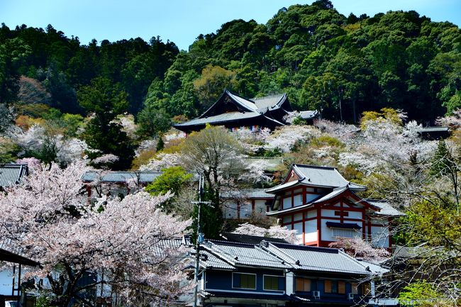 春の古都奈良巡り、最後は長谷寺へ。初訪問です。<br />長谷寺が花の御寺と言われる理由がわかりました。そこら中に綺麗な桜が咲き誇っていてとにかく美しい境内。<br />これからの季節はぼたんが楽しめるそうです。<br /><br />旅行記その1<br />https://4travel.jp/travelogue/11480490<br />旅行記その2<br />https://4travel.jp/travelogue/11480665<br /><br />行程は以下の通り。<br />1日目 新宿23時発 夜行バス「やまと号」に乗車<br />2日目 大和八木7時10分到着。電車を乗り継いで吉野へ。宿泊は生駒。<br />3日目 生駒観光&長谷寺観光。新幹線で帰路。