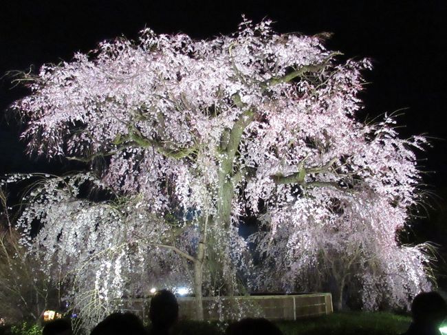 5泊6日で巡った桜の京都旅行<br />五日目 4/2(火)の第3弾です。<br /><br />先斗町で遅めのランチ「牛カツ」にやっとありつけた後、今夜のお宿 祇園花見小路東の「旅館 紫」に一旦チェックインしました。<br />軽めのディナーとしてお勧めだと女将さんに教えて貰った祇園の「権兵衛」でうどんをすすります。<br />最近話題の「歩兵」に2時間並んで餃子を食べた後、円山公園の枝垂れ桜のライトアップを見てお宿に戻ります。<br />