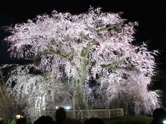 ５泊６日で巡った桜の京都旅行<br />五日目　４/２(火)の第３弾です。<br /><br />先斗町で遅めのランチ「牛カツ」にやっとありつけた後、今夜のお宿 祇園花見小路東の「旅館 紫」に一旦チェックインしました。<br />軽めのディナーとしてお勧めだと女将さんに教えて貰った祇園の「権兵衛」でうどんをすすります。<br />最近話題の「歩兵」に2時間並んで餃子を食べた後、円山公園の枝垂れ桜のライトアップを見てお宿に戻ります。<br />