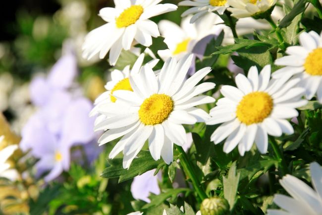 お天気の良い日曜日<br />お花見に行きたいけれど地元鎌倉の桜はまだ7分咲き<br />満開の目黒川や千鳥ヶ淵は大混雑で歩くのも大変そう。。。<br /><br />ということで、昨年の三渓園に続き、今年も横浜へ。<br />今回は山手のあたりをぶらぶらしてみました。<br />