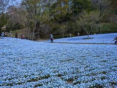 花フェスタ記念公園のネモフィラ