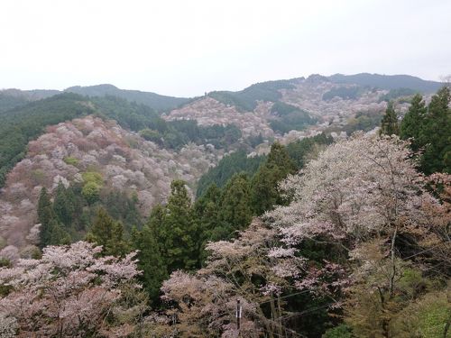 2019春の吉野その２～一目千本と中千本の寺院めぐり』吉野(奈良県)の