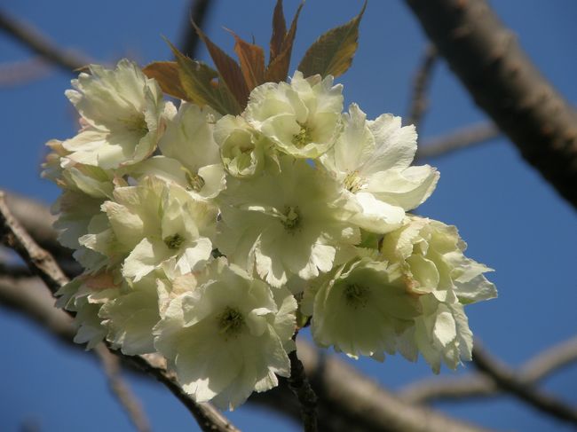 毎朝の早朝散歩は季節感いっぱいのリハビリ・ウォーキングになっています。<br />今は、桜や野草・野鳥の営みが目を楽しませてくれます。<br />ここ数日は、黄色の桜が開花したと云うので、早朝ウォーキングコースに入れてみた。