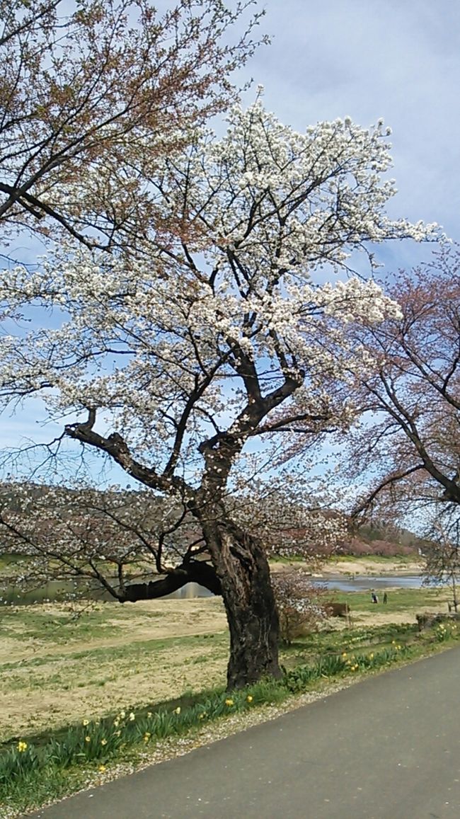 　ご覧戴きましてありがとうございます。<br />　2019年４月20日の土曜日は東京を起点に仙台市内と宮城県南部に位置する大河原町ならびに柴田町というところに向かい、遅めの桜観賞をしてきました。<br />　当日は大河原町ならびに柴田町の白石川沿いで楽しむことができる「白石川一目千本桜」と称する桜と、仙台市内の西寄りに位置する「西公園」という公園での桜見物を楽しみました。<br />　２部構成での公開を予定していて、そのうち前編となる今回は仙台でのランチの様子ならびに白石川一目千本桜を観賞した時の様子等をご覧戴きます。<br />　なお今回は一部の写真でコメントの記載を割愛しておりますので、その点をご了承の上、宜しければご覧ください。<br /><br /><br />