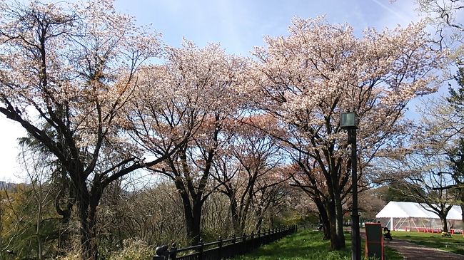 東京発日帰り？ワンデー宮城2019・04～宮城県の桜を楽しむ旅～（後編）