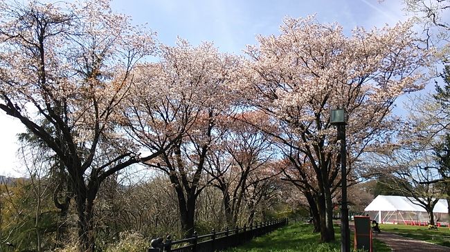 ご覧戴きましてありがとうございます。<br /> 2019年4月20日の土曜日は東京を起点に仙台市内と宮城県南部に位置する大河原町ならびに柴田町というところに向かい、遅めの桜観賞をしてきました。<br /> 当日は大河原町ならびに柴田町の白石川沿いで楽しむことができる「白石川一目千本桜」と称する桜と、仙台市内の西寄りに位置する「西公園」という公園での桜見物を楽しみました。<br /> 2部構成での公開を予定していて、前編では仙台でのランチの様子ならびに白石川一目千本桜を観賞した時の様子等をご覧戴きました。<br /> 今回の後編では西公園で桜を観賞した時の様子を中心に、他には地下鉄東西線に乗車した時の様子等をご覧戴きます。<br /> 前編同様、一部の写真でコメントの記載を割愛しておりますので、その点をご了承の上、宜しければご覧ください。<br /><br />