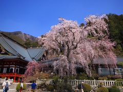 桜紀行　身延山久遠寺の枝垂れ桜