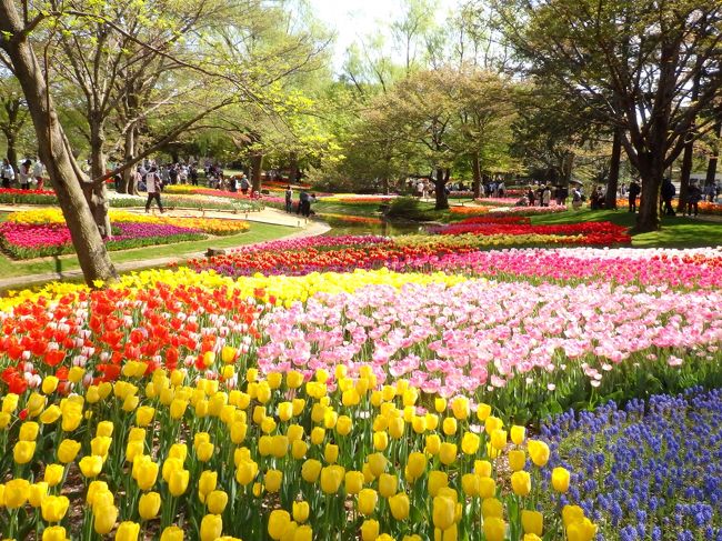 季節折々の花や紅葉などが楽しめる昭和記念公園。3/23（土）～5/26（日）はフラワーフェスティバルと銘打ってイベント開催中で、見頃の花々がリレーする。中でも渓流広場のチューリップガーデンは、渓流沿いにパッチワークのように植えられた圧巻のガーデンで、1番の見どころと言えると思う。5年前位、まさに見頃のとてもいい時期に訪れたことがあったのですが、その後はいい時期に当たらず、、去年はチューリップが終わった後のポピーを見に行った。<br /><br />それで、今年はチューリップを目的に出かけたいなと情報をチェックして、見頃に合わせてお出かけ。色とりどりのチューリップが咲き誇る素敵な風景がそこに待っていました～♪<br /><br />さらに、1人で出かけた後、急遽、母を連れて行くことになり、翌々日にも訪れることに。（ところどころ2度目の写真が混ざっていますのでご了承を…）<br /><br />よろしければご覧ください～！