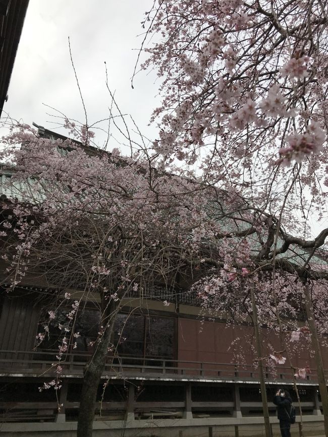 今年は春の訪れが突然で！でも気温の乱高下がひどくて体もなかなかついてはいかず～幸いばーやんが体調を崩して寝込む<br />ことはなく、無事に冬を乗り越えてほっ。<br />桜だよりも出だしはゆっくりなれど、あっという間に開花、満開の流れだったな。<br />今年もわが町の桜をばーやんと一緒にめでることが出来ました。そしてずーっと会おう会おうといいながらわたしの都合で<br />会えず仕舞いだったフォートラの娘とも上野お花見（酒盛り？）デートを楽しむことが出来ました(*´ω｀)