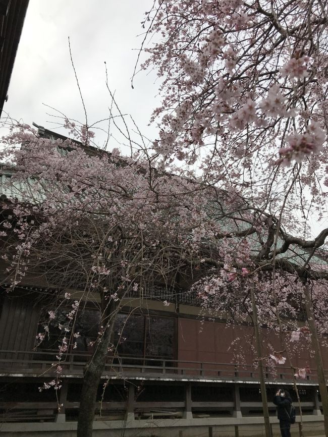 今年は春の訪れが突然で!でも気温の乱高下がひどくて体もなかなかついてはいかず~幸いばーやんが体調を崩して寝込む<br />ことはなく、無事に冬を乗り越えてほっ。<br />桜だよりも出だしはゆっくりなれど、あっという間に開花、満開の流れだったな。<br />今年もわが町の桜をばーやんと一緒にめでることが出来ました。そしてずーっと会おう会おうといいながらわたしの都合で<br />会えず仕舞いだったフォートラの娘とも上野お花見(酒盛り?)デートを楽しむことが出来ました(*´ω`)