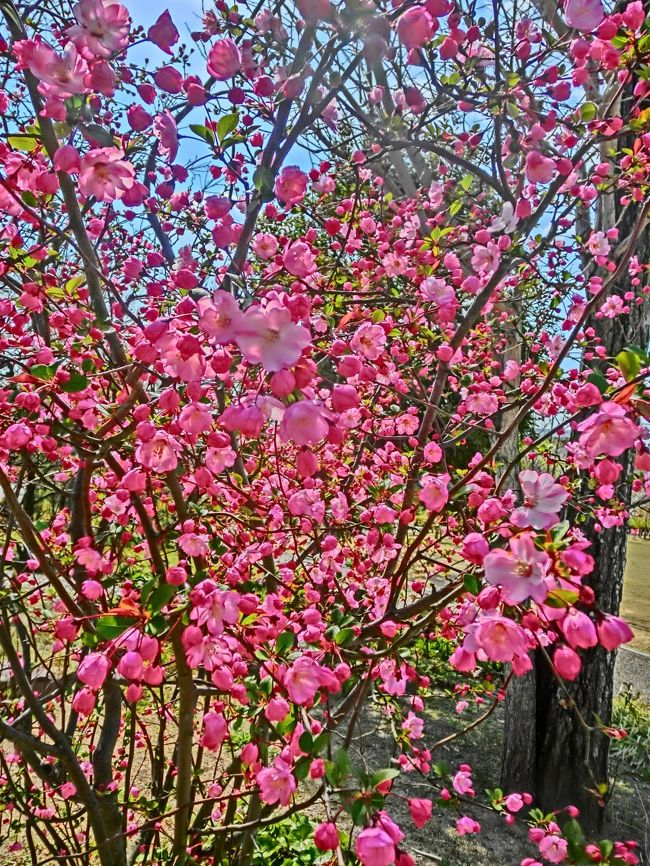 ２０１７年４月２２日（土）更新<br />　「ぼけ」の花。<br />　バラ科ボケ属で原産地は中国。<br />　春に赤や白の花を咲かせる花木で平安の時代の頃から日本人に親しまれている花。<br />　名前はぼけているけれどきれいな花です。<br /><br /><br />第１０日目・２０１８年１２月２５日（火）～２６日（水）<br />　この旅も終わり、いよいよ帰国。<br />　しかしフライトは明朝の１:４０発。<br />　昨日は郊外の「イオンモール」へ行きましたが、今日は中心地のある「高島屋」へ行ってみたいと思います。<br /><br />