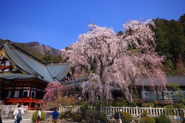 平成最後の桜の撮影記として山梨県、静岡県、神奈川県の桜の名所巡りをしました!!<br /><br />最初に行ったのが、山梨県は身延山久遠寺の枝垂れ桜です!<br /><br />丁度満開見頃の枝垂れ桜に感動!!