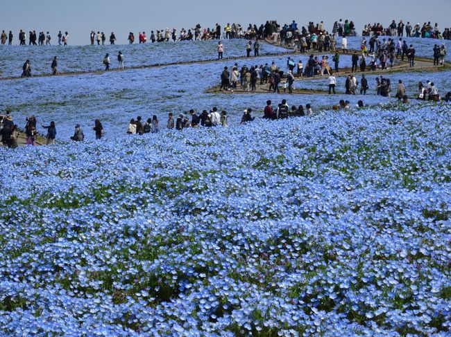 もうすぐ GW。<br />激混みが予想される ひたち海浜公園に、ネモフィラを見に行ってきました。<br /> ※期間中、JR勝田駅から直行バスが出ています。<br /> 往復バス代と入園料がセットされた 一日フリー切符(1080円)が<br /> オススメです。<br /><br />ホームページでは7分咲きでしたが、気持ちは満開♪<br />好天に恵まれ、初めて見る色鮮やかなネモフィラ ブルーに感動です!<br /><br />同時にチューリップも満開で、まさに行くなら「今」でしょ(笑)。