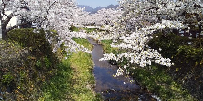 山口市を代表する桜の名所といえば「一の坂川」<br />県庁の周辺から川沿いに綺麗な桜が咲き誇る。<br />この日は土曜日とあって早い時間から周辺の駐車場に停めるのが大変なほどの賑わいだ。<br /><br />この場所に花見に来たのは2回目だが、前回はあまりゆっくりはできなかったが、今回は時間がありゆっくり散策した。<br />川にかかる桜も綺麗だが、両サイドには感じの良さそうな飲食店もたくさんある。<br />車だしお客さんも一緒だから一杯やるという訳にはいかないから今度は夜にでもゆっくり来てみたい。<br />そんな店が建ち並ぶ風情ある通りだ。<br /><br />前日の夜に湯田温泉の名店「あかぎ」で美味しいディナーを食べたが、この日も系列の山口駅近くの「あかぎ」でランチ。<br />どちらの店も和食の名店で、桜の綺麗さに引けをとらない素晴らしさだ。<br />