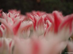 横浜公園のチューリップ＆山下公園の花壇展