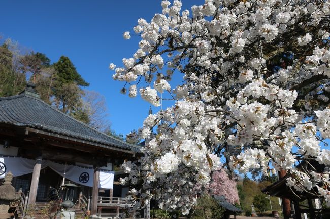 桜をみにいく2019　もう終わったと思ったらまだ続いていた<br />今回の旅　そもそも4月18日限定とはいえ、福井朝日観音と大阪観心寺如意輪観世音を一日で見るというこの無駄な移動はなんでしょう。でも行ってみたかったのだからしょうがない。<br /><br />http://www.asahikannon.com/butsuzo.html<br />テレビで素敵な観音さんを見た開眼の時朝日のように白毫から光がさしたことから<br />秘仏　正観世音菩薩立像<br />福通寺　養老元年(717年)泰澄大師の開基<br />魔神を調伏した「魔除け観音」ともいわれる<br /><br />福井内でもいろんな素敵なお寺さんがあるでしょうに。<br />なんといっても、そうでなくとも、かの有名な永平寺があるのに。<br />4月18日のみでは、他に岐阜の美江寺（天台宗）十一面観音立像。奈良時代後期の乾漆仏で重文。https://www.mieji.jp/<br />若狭歴史博物館では、2019年4月は、仏教美術ことはじめ　お釈迦さまの美術展をしているし、2019.04.13～06.02の期間限定で、曹福寺（若狭町）の阿弥陀如来坐像（そのお姿りりしい♪）を公開中。福井市立郷土歴史博物館で、春季特別展大安禅寺の名宝をしている。のに行かなかった。残念。<br />大阪ではかの有名な葛井寺が18日なので本尊拝観が出来る、藤の花はまだつぼみ。でも行かなかった。まぁ前に行ったからよしとする。<br /><br />秘仏の御開帳状況はとても変化しやすいためここに掲載されている情報から変更の可能性があります。訪問前には必ず各自ご確認のうえ、各自の責任でお伺いいただけますようお願いいたします。　　　