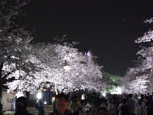 万博自然公園の夜桜を閲覧しました。