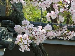 河内長野の観心寺如意輪観世音特別拝観に