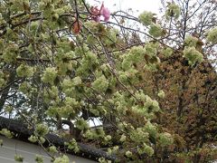 清涼寺の御身拭い、仁和寺に緑の花の御衣桜、散りゆく御室桜。