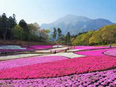 秩父・芝桜の見頃を迎えた羊山公園、ちょろっと市街地を歩く