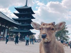 春の奈良公園へ☆鹿かわいい！