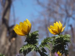 我が北海道の早春の花たちを見に　～浦臼町浦臼神社～