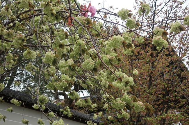 仁和寺に緑の花の御衣桜、散りゆく御室桜。おまけ初舞台105期と桜。