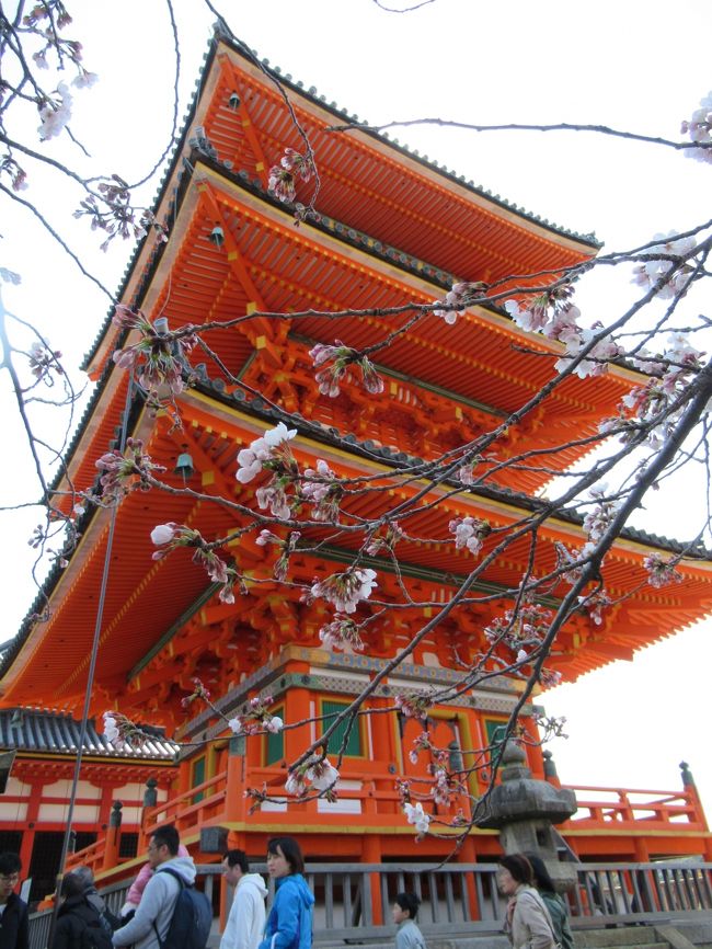 町屋の片泊まりで巡る京都の桜2019 　その19  二年坂・産寧坂・イノダコーヒ・清水寺