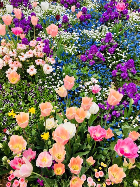 <br />最近、所用で横浜・関内に出掛けることが多く、ハマスタ裏にある横浜公園で14万本の綺麗なチューリップを見ました。何だろう、と調べるてみました。<br />この催しは、「ガーデンネックレス横浜」なるプロジェクトのもと、さくら→チューリップ→バラと花を代えながら、また会場も、山下公園(メイン会場)、横浜公園、日本大通り、パシフィコ横浜などの「みなとエリア」と、よこはま動物園ズーラシアに隣接する「里山ガーデン」の2カ所で行われてるらしい。<br /><br />以下、HPにあった林市長の挨拶文を抜粋。<br />「2017年に開催した「全国都市緑化よこはまフェア」は、市の内外からお越しになった600万人もの方々にお楽しみいただくことができました。このレガシーを継承し、発展させようと、花と緑にあふれる“ガーデンシティ横浜”の取組を進めており、昨年から展開している「ガーデンネックレス横浜」は、そのリーディングプロジェクトです。」<br /><br />また、NHK・Eテレの「趣味の園芸」でメインナビゲーターを務める三上真史さんがアンバサダーとして参加。彼の挨拶から抜粋。<br />「今年は、旭区・緑区・瀬谷区・港南区が区制50周年、ズーラシア開園20周年、里山ガーデン3周年を迎えることをお祝いするという思いから、ウェルカムガーデンは「ハッピー フラワーケーキ」というテーマにいたしました。」<br /><br />これは行くしかないということで、4月21日(日)横浜市旭区の「里山ガーデンフェスタ」に行ってきました。<br /><br />