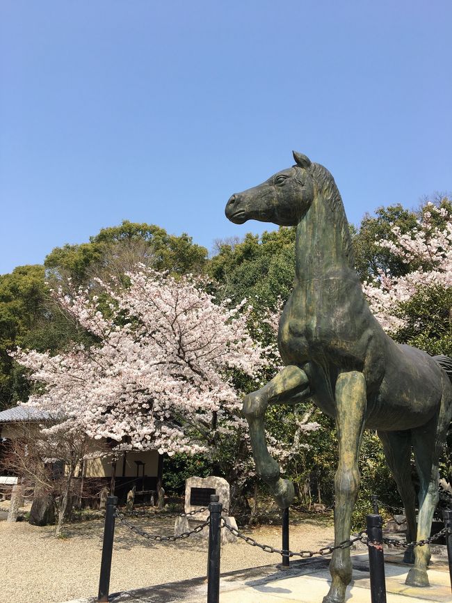 京都一周トレイルは、京都市を囲む山を手軽に楽しめるように整備されたウォーキングコースです。<br />京都の東南、伏見桃山から、比叡山、大原、鞍馬を経て、高雄、嵐山、苔寺に至る全長約83.3キロのコースと、豊かな森林や清流、田園風景に恵まれた京北地域をめぐる全長約48.7キロのコースからなります。<br /><br />これまでに北山西部、西山、東山コースを歩きましたが、最後に東山コース(蹴上~銀閣寺道)を歩いたのはなんと5年前!<br />知らない間に東山コースの伏見・深草ルートが開設されていました。それを知ったのはある気になるスポットがあり、そこを調べていて、京都一周トレイルのコースに入っていることを知ったのです。<br />早速友人Mに声をかけ、ハイキングのついでに桜も見れたらいいね~ってな感じで出かけてきました。結果、大満足な春の遠足となりました♪<br /><br />見所が沢山あり、写真も多くなったので前半と後半に分けて旅行記を書きます。この旅行記は伏見・深草ルートの前半、京阪・伏見桃山駅から伏見城までの様子です。桜の見ごろで思いがけずお花見が楽しめました♪