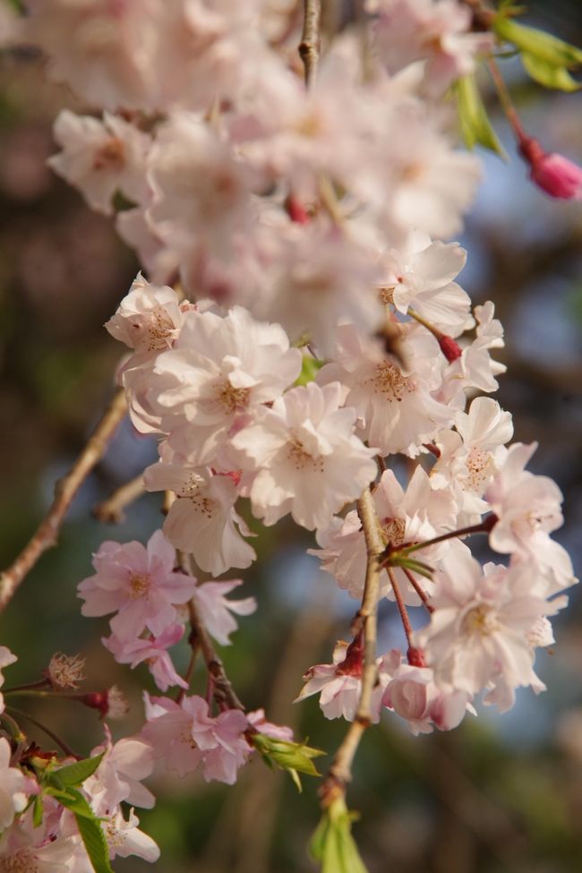 平成最後の桜鑑賞＠半木の道は葉桜でした
