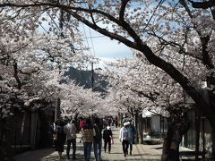 新庄村・がいせん桜★勝山町並み保存地区