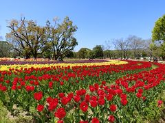 快晴に誘われて、大阪万博記念公園・チューリップの花園で、「チューリップ三昧の一日」を過ごす。（2019）