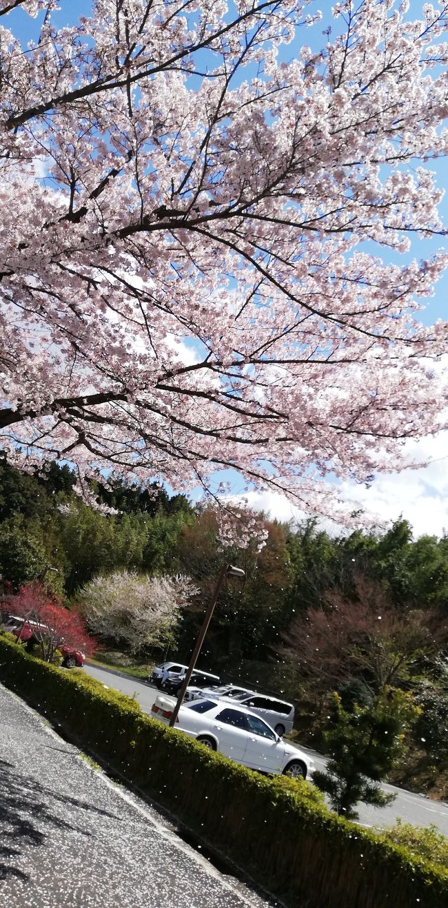 以前に友達と行った有馬温泉の旅。その時の滞在が楽しかったので、古希祝に母と姉と旅行を考えたときに<br />「そうだ、あのロッジにしよう」<br />と思いました。ロッジ貸切で金泉も満喫できる、古泉閣に泊まる有馬温泉の旅です。<br /><br />2日目。晴れた空に満開の桜。想像してなかった風景がそこにはありました。<br />桜の季節の古泉閣!本当におすすめです。ソメイヨシノ素晴らしい咲き乱れっぷりでしたよ。<br />桜を堪能してから、昨日雨で先延ばしにしていた、観光スポットに向かいます。