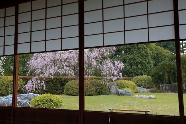 今年の桜はあまり観に行けなかったのでまとめました。<br />4月7日　 地元鈴鹿・津の桜<br />4月14日　京都の桜<br /><br />もうちょっと桜が見たいのでGWは東北へ行きたいな～<br />