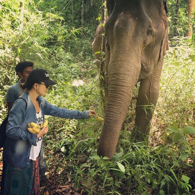 カンボジアのモンドルキリへ。<br /><br /><br />モンドルキリはカンボジアの中でも、ちょっと他のエリアとは違う雰囲気のエリア。<br /><br />標高800mの山が連なる高原地域で、象の保護地区になっています。<br /><br />そして象を守るのは、象使いと少数民族 ---<br /><br /><br /><br />野生の象に会いに、モンドルキリに行ってきました！<br /><br /><br />昨年の旅行記になりますが、カンボジアのお正月時期なので記事を書いています。普段みれないのですが、お正月は象を集めて儀式をしたりするので、訪問は一年で一番おすすめな日だとおもいます。