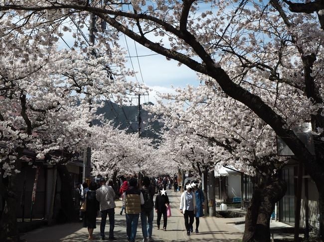県内シーズン中最後の桜の名所。新庄村がいせん桜へ行ってきました。<br />桜を見に行くのは、久々です。<br />行きがけに、勝山町並み保存地区へ立ち寄り、日本酒も頂きました。