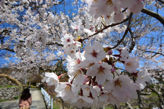 陽気に誘われて、車に乗り込み出かける。<br /><br />三多気の桜は、満開まではあと少し、そのあとは車を西に走らせ、神社　お寺を気分次第の気ままなドライブ、我が町近郊には名所がいっぱいある。