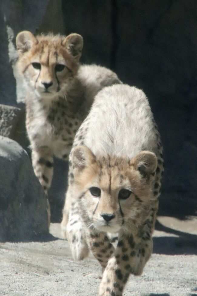 この３月に予定していた多摩動物公園再訪は、代休をとったので平日訪問になりましたが、開園と同時に入園するタイミングでは来園できず、11時近くのスロースタートになってしまいました。<br />去年2018年９月以来、約５ヶ月ぶりの今回の再訪ではいくつも楽しみがありました。だからほんとはできるだけ早く来園したかったのに。<br />そのため、楽しみのうち優先順位の高いミッションと掲げていたレッサーパンダやコアラを優先させるには、アフリカ圏のチーターの赤ちゃんやサーバルキャットの赤ちゃんはあきらめるしかないかもしれないと思いました。<br />でも、多摩動物公園を訪れられる頻度は年に２～３回。<br />楽しみは毎度、変わるにしても、ミッション・レベルのレッサーパンダとコアラの地位は私の中で揺るがないと思うので、特にレッサーパンダ舎から一番遠いアフリカ圏の優先順位は変わらないはずだし、そもそも赤ちゃんたちはどんどん成長するし、いつも生まれるとは限らないので、赤ちゃんらしい姿が見られるのは今だけです。<br />なので、当初考えていたように、まずは正門に近いアフリカ圏を見に行くことにしました。<br /><br />実は、チーターの赤ちゃんたちに関していえば、スロースタートでちょうど良かったです。公開時間が10時30分から11時30分だったのですから。<br />そして平日だったので、はじめは遠足でやってきた幼稚園児に最前列を譲り、大人たちは２列目から観覧していましたが、その後は最前列で観覧できて───ただそれでもガラスから少し距離はあるし、やや曇っていたので、撮影には写り込みやソフトフォーカス効果は防げませんでしたが───可愛い五つ子ちゃんたちをじっくり見られました！<br />五つ子ちゃんたちは、まだ赤ちゃんの時だけある背中の白いたてがみのような毛が首筋に少しだけ残っていました。<br />そして遊びの中で狩りの練習をするため、とても活発でした。動いているときの写真はあきらめましたが、子どもたちも、ジュラ・ママもガラスの外の見学者を気にして、じーっとこちらを見たり、近づいてきてくれたりして、フォトジェニックでした！<br /><br />ただし、サーバルキャットの赤ちゃんたちの公開時間は13時45分から15時。<br />13時半からはコアラが目覚める可能性が高いユーカリ交換タイム、そして14時からはレッサーパンダの展示交代とリンゴタイムがあるばずなのです。14時半頃からアフリカ圏に向かったら間に合ったかもしれません。平日なので週末よりずっと見学舎が少なくて、見やすかったことを思えば、なおさら。<br />でも、15時でサーバルキャットの展示が終了した後、もう一度、坂道を延々と登ってレッサーパンダ舎まで戻れる気は全くしませんでした。<br />なのでサーバルキャットの赤ちゃんは、とても名残惜しかったけれどあきらめました。<br />３月中くらいの早い時期にもう一度再訪できれば、今度はサーバルキャットの赤ちゃんを優先させられたかしれませんが……４月半ばまで、撮影散策できる日に行きたい動物園の予定が私の中でしっかり決まっているので、無理そうでした。<br /><br />でもアフリカ圏では、ちょっとだけラッキーがありました。<br />公式サイトのニュースで確認し、混合展示のサバンナ・エリアはこの期間、工事中で、キリンは全く見られないと覚悟していましたが、本日１日だけに限って、工事の都合で、キリンたちを外に出していて、見られるようになっていました！<br />エリアは半分でしたし、背景は工事用の白壁で残念でしたが、まだまだ小さいキリンの子どもたちが見られました。<br /><br />それにできれば会いたいと思っていたオランウータンのロキちゃんも、私が通りかかったときに、キキ・ママに抱っこされているところが見られたのはラッキーでした。<br />なにしろそのまもなく後に、キキ・ママは布と敷いて作った寝床にロキちゃんを抱えて寝てしまい、母子の姿は全然見えなくなってしまったのですから。<br /><br />アフリカ圏からコアラ舎を経過して、レッサーパンダ舎に向かうまで、これといったショートカットはないし、その途中で会える動物たちも５ヶ月ぶりに様子を見たい動物たちばかりだったので、完全スルーはせず、少し寄り道しました。<br />その中で、マレーバク舎は2019年４月現在のこの日、工事中でしたが、屋外の子たちは２頭だけ見られました。<br />屋外のマレーバクたちは死角になる建物の屋根の下で休んでしまうことが多いようなので、ラッキーだったと思います。<br />アムールトラは、シズカちゃんに赤ちゃんが生まれたニュースは知っていました。赤ちゃんの公開はまだなので、２頭出ていたのは、アルチョムくんとアイちゃんだと思いますが、なぜか個体紹介がなくなっていました。<br />紹介パネルはリニューアル中なのかな。<br />アムールトラは全然見分けがつかないのですが、いつもの展示パターンでいえば、屋外の広くて景観が良い方がアイちゃんで、近くで見られるけど土や爪跡で曇ったガラス越しか柵越しの半屋外はアルチョムくんだったのだろうと思います。<br /><br />コツメカワウソやインドサイは寝ているところしか見られませんでしたが、寝顔も可愛いです──なんて、ミッション・クラスの動物でなければ、寝顔しか見られなくても、余裕こいていられます（苦笑）。<br />逆にコツメカワウソの隣にいるニホンアナグマが起きている姿が見られたのは、この動物園では、私にとって珍しいです。個体紹介はないのでカップルだと思いますが、とても仲良しで、ほほえましかったです。<br />カップルの恋模様といえば、レッサーパンダ舎とコアラ舎を往復したために２度会えたアジアゾウでは、２度目、ヴィドラくんがめっちゃ発情していて、アマラちゃんを追い回していました。<br />そして恋の成就、というか、思いっきり交尾の真っ最中が見られました。ゾウの交尾シーンは初めて見ました。貴重なシーンが見られました！<br /><br />また、猛禽類も、ちょうどごはんタイムだったらしく、肉にパクつく姿が見られました。その中で、オオワシはうまく写真が撮れました。<br /><br />というわけで、春なのに初夏のように暑くて、あいかわらず坂道がきつい多摩動物公園ですが、なにかとタイミングが良く、たっぷり収穫があった１日でした。<br />であれば、いつもいつもこううまくいくとはいかないと覚悟しておかなければならないでしょう（苦笑）。<br /><br />＜2019年生まれのレッサーパンダの赤ちゃん詣が完了した春の多摩動物公園再訪の旅行記のシリーズ構成＞<br />□（前編）レッサーとコアラ往復は大変！～初めましてずんくん・さよならかのこちゃん<br />■（後編）チーターの５つ子ちゃんや大ハッスルのアジアゾウなど盛りだくさん<br /><br />多摩動物公園の公式サイト<br />http://www.tokyo-zoo.net/zoo/tama/<br /><br />＜タイムメモ＞<br />08:50頃　家を出る<br />09:51　拝島駅に到着<br />09:59　拝島駅発のJR青梅線・立川行きに乗車<br />10:12　立川駅に到着<br />10:18　立川北駅発の多摩モノレールに乗車<br />（立川南の方が多摩動物園寄り）<br />（多摩動物園入園券とセットの１日乗車券は1,000円）<br />10:34　多摩動物公園駅に到着<br />10:40　多摩動物公園に入園（開園09:30）<br />10:55-11:20　チーター母子<br />（母子の展示は10:30-11:30）<br />11:20-11:25　サーバルキャット<br />（赤ちゃんの公開は13:45-15:00なので見られず）<br />11:25-11:30　ライオン／オオフラミンゴ<br />11:30-11:40　アフリカゾウ<br />11:45-11:50　キリン<br />11:55-12:00　チンパンジー<br />12:00-12:05　コウノトリ（抱卵中）<br />12:10-12:15　オオワシ（食事中）<br />12:15-12:20　フクロウ・ミミズク<br />12:25-12:30　コンゴウインコ・ツキノワグマ（ソウ）<br />12:30-12:35　マレーバク<br />12:35-12:40　ニホンアナグマ・コツメカワウソ<br />12:40-12:45　ウォークインバードケージ<br />12:45-12:50　インドガン・インドサイ<br />12:50-12:55　コアラ（ニーナ熟睡）<br />12:55-13:00　アジアゾウ<br />13:00-13:05　アムールトラ<br />13:05-13:10　オランウータンのキキ・ロキ母子<br />13:10-13:15　ユキヒョウ（フク・コボ）<br />13:15-13:30　レッサーパンダ<br />13:35-13:50　コアラ<br />（13:30～ユーカリ交換の準備開始）<br />13:50-13:55　アジアゾウ（交尾）<br />14:00-14:50　レッサーパンダ<br />（14:00～展示交代＆リンゴタイム）<br />14:50-15:00　ゴールデンターキン<br />15:00-15:05　シャモア<br />15:05-15:25　缶ジュース休憩<br />15:25-15:30　シンリンオオカミ<br />15:30-15:35　モウコノウマ<br />15:40　動物慰霊碑を詣でる<br />15:45-15:50　シャモア<br />15:50-16:10　レッサーパンダ<br />16:10-16:20　ユキヒョウ<br />16:20-16:25　レッサーパンダ<br />（16:00収容のはずが16:25まで延長）<br />16:25-16:30　ユキヒョウ<br />16:40　ニホンカモシカ<br />16:45-16:50　フクロウ・ミミズク<br />16:55　ムフロン<br />17:00　閉園時間と同時に多摩動物公園を出る<br />17:30　立川駅に到着<br /><br />※これまでの動物旅行記の目次を作成済。随時更新中。<br />「動物／動物園と水族館の旅行記～レッサーパンダ大好き～　目次」<br />http://4travel.jp/travelogue/10744070<br /><br />※そのうち、これまでの多摩動物公園と多摩モノレール等の旅行記旅行記のURL集は、前編の旅行記「春の多摩動物公園で2018年生まれのレッサーパンダの赤ちゃん詣完了（前編）レッサーとコアラ往復は大変！～初めましてずんくん・さよならかのこちゃん」の末尾にまとめました。<br />https://4travel.jp/travelogue/11483133