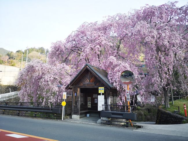 本格的な登山シーズンに向けてトレーニングの為に三頭山へ！