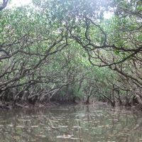 バニラエアで行く弾丸奄美大島の旅