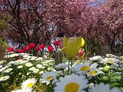 横浜　八重桜＆春まつり　三ッ池公園、馬場花木園、カーボン山、入江川せせらぎ緑道