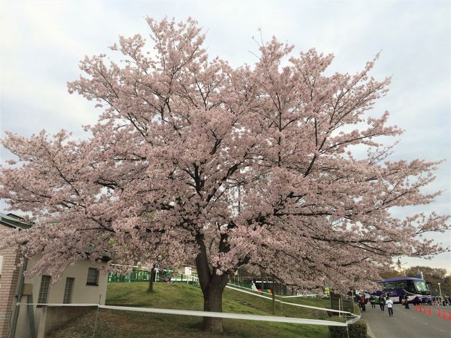 平成最後の年！４月長野マラソンでフルマラソン完走５０回目♪そして情緒あふれる石畳の渋温泉で癒しの九湯めぐり！