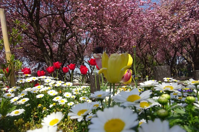 横浜　八重桜＆春まつり　三ッ池公園、馬場花木園、カーボン山、入江川せせらぎ緑道